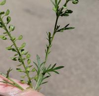 Lepidium oblongum image